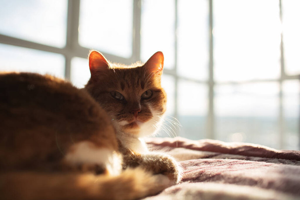 Close-up portrait of red cat lying on plaid, on background of panoramic window. - Фото, изображение