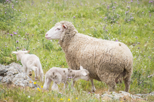 Sheep with their young with a few days of life - Valokuva, kuva