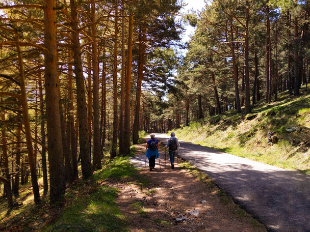 Oudere vrouwen zijn aan het wandelen in het bos. Actieve pensionering. - Foto, afbeelding