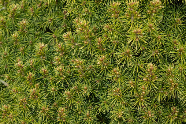 Juniper hedge textura como conífero natural texturizado fundo - Foto, Imagem
