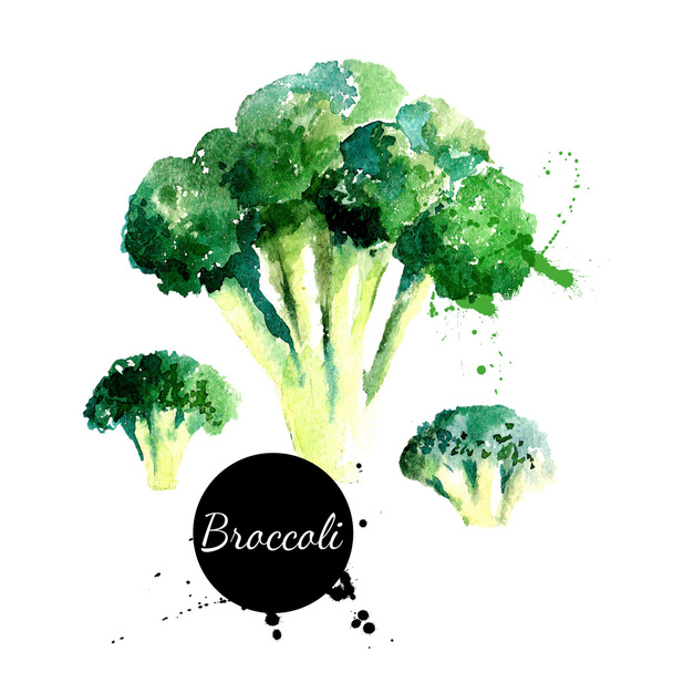 Brokoli. Beyaz arkaplanda elle çizilmiş suluboya resim - Vektör, Görsel