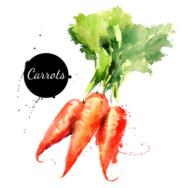 Carrots. Hand drawn watercolor painting on white background - Vector, Image