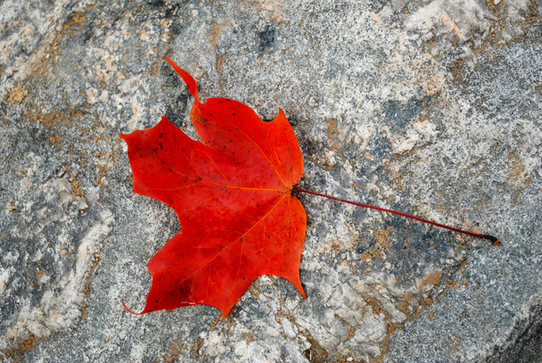 岩の上の 1 つの赤秋葉 - 写真・画像