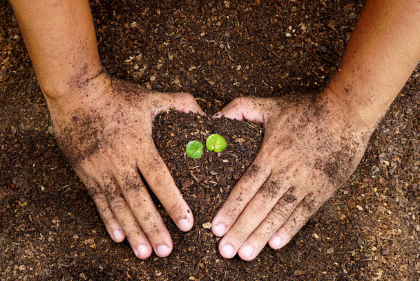 Рука крупным планом человека с обильной почвой с молодым растением в руке для сельского хозяйства или посадки персиковой природы. - Фото, изображение