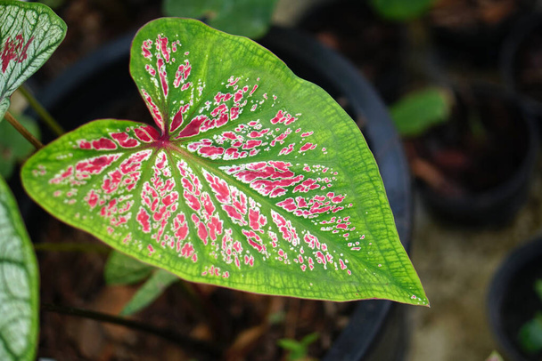 caladium bicolor Supseattee in pot great plant for decorate garden - Foto, immagini