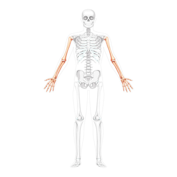 Szkielet Ramiona Ludzki przód Przezroczysty widok brzucha z częściowo przezroczystą pozycją kości. Dłonie, przedramiona realistyczne płaskie - Wektor, obraz