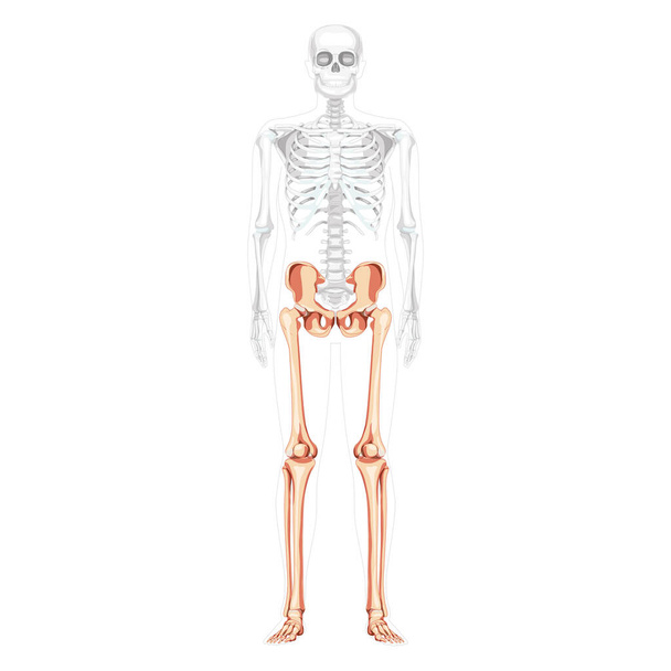 Lower limbs Human Pelvis with legs, Thighs Feet, ankle Skeleton front Anterior ventral view with partly transparent body - Vector, Imagen