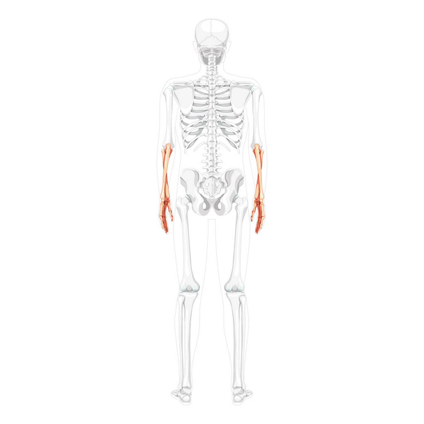 Skeleton Forearms Human ulna, radius, hand back view with partly transparent bones position. Anatomically correct - Vector, Image