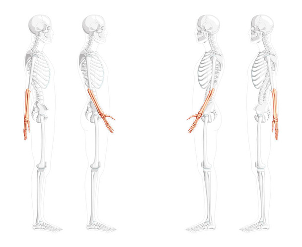 Avambracci scheletrici Ulna umana, vista laterale della mano con posizione delle ossa parzialmente trasparente. Set di piatti realistici - Vettoriali, immagini