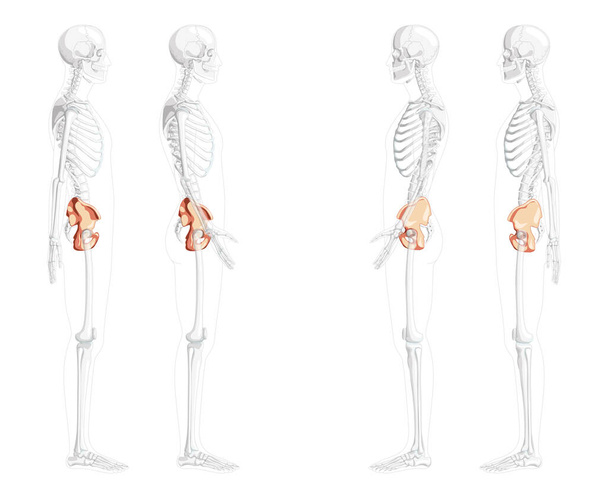 Skeleton Pelvis hip bone Human side lateral view with partly transparent bones position. Set of 3D realistic flat - Vector, Imagen