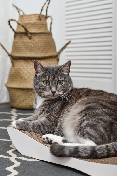 Cute grey tabby cat lying on the modern cardboard scratching post closeup - Photo, Image