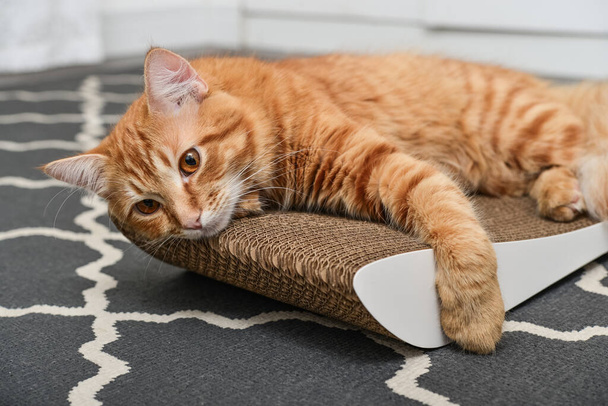Cute ginger cat lying on the modern cardboard scratching post closeup - Foto, Bild