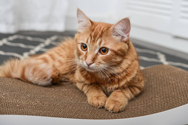 Lindo jengibre gato acostado en el moderno cartón rascado post primer plano - Foto, imagen