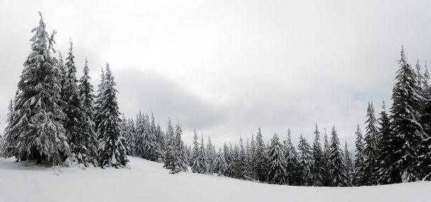 Karpaty, Ukraina. Drzewa pokryte mrozem i śniegiem w górach zimowych - śnieżne tło świąteczne - Zdjęcie, obraz