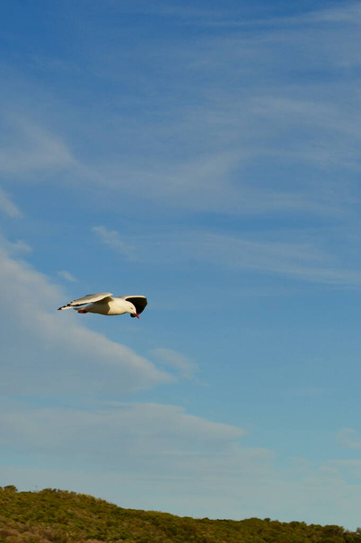 A silver gull flies in the late afternoon sunlight at La Perouse in Sydney, Australia - Photo, image