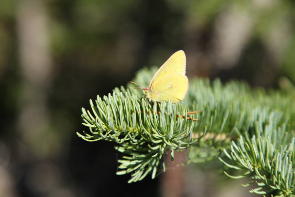 Pelidne Sulphur (Colias pelidne) yellow butterfly in Beartooth Mountains, Montana - Photo, Image