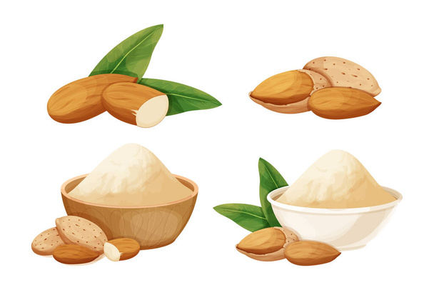Set almond in nutshell with leaves detailed raw nut, almond powder in bowl organic product, ingredient in cartoon style isolated on white background. Ripe plant, snack. - Vektör, Görsel