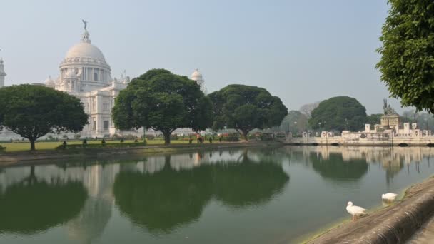 Pássaros cisnes, Anatidae família Cygnus gênero, no lago de Victoria Memorial, um grande edifício de mármore em Kolkata Central, É um dos monumentos famosos de Kolkata, Bengala Ocidental, Índia. - Filmagem, Vídeo