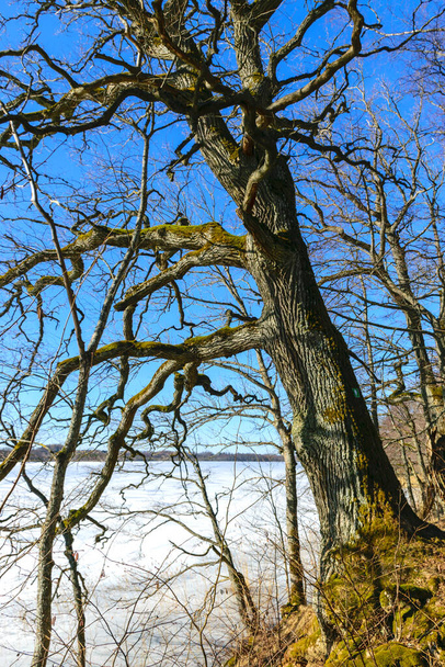 troncos de árboles desnudos en primavera, árboles viejos en la orilla del lago, cielo azul brillante - Foto, imagen