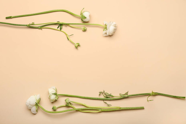 Fehér ranunculus virágok színes háttér - Fotó, kép