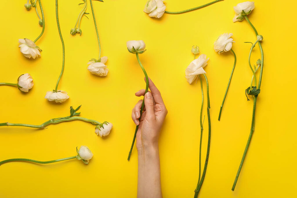 Female hand with beautiful ranunculus flowers on yellow background, closeup - Photo, image