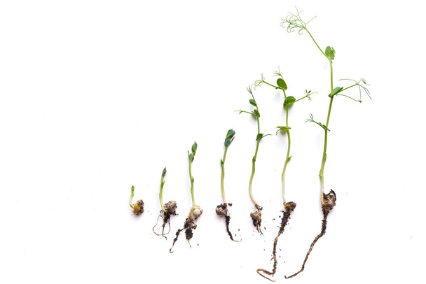 brotos de ervilha em diferentes estágios de crescimento alinhados em uma fileira, isolados em branco - Foto, Imagem