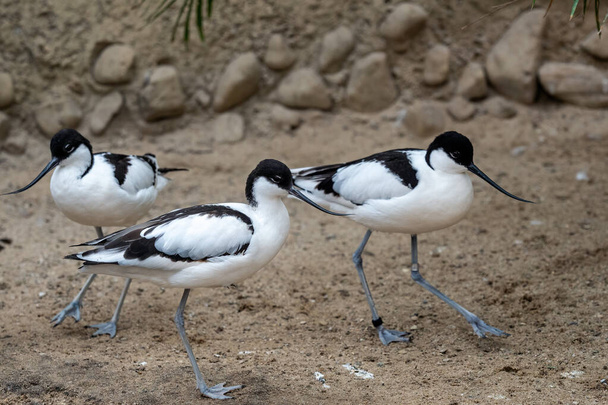 Klok runderkluten, zwart-witte waadvogel (Recurvirostra avosetta)) - Foto, afbeelding
