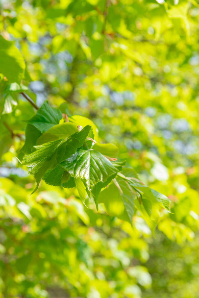 Green young leaves of linden tree. Variable focus. - Фото, изображение
