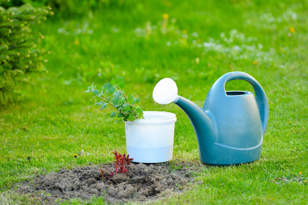 Water geven voor de tuin en bloemzaailingen bereid voor het planten in de grond - Foto, afbeelding