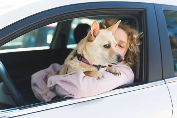 Kobieta z kręconymi włosami, po dwudziestce, siedząca w samochodzie za kierownicą, trzymająca w ramionach beżowego, ciekawskiego psa. Pies wystający przez okno samochodu. - Zdjęcie, obraz