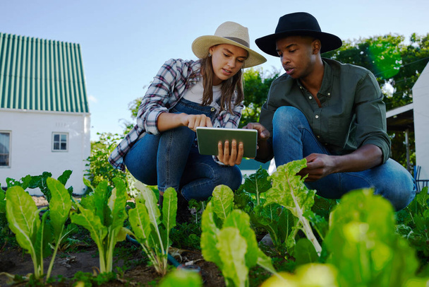 Mixed race male and female farmers crouching down in vegetable patch - Photo, Image
