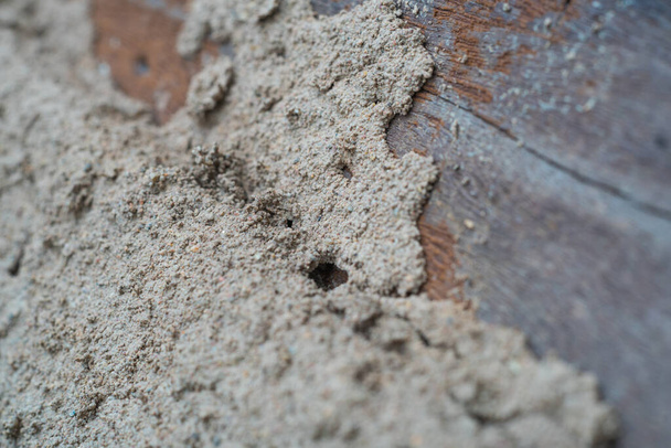 Termite destroying wood from wooden wall. - Zdjęcie, obraz