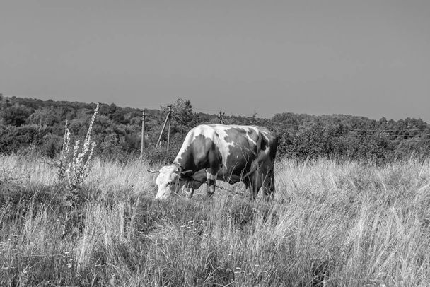 Фотография на тему красивая большая молочная корова пасется на зеленом лугу под голубым небом, фото состоит из молочной коровы с длинным хвостом едят солому на лугу, молочная корова в травяном лугу для вкусной белой жидкости - Фото, изображение