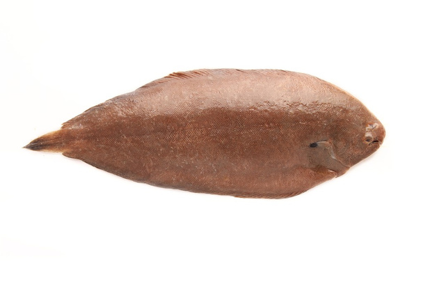 Доверская плоская рыба
 - Фото, изображение