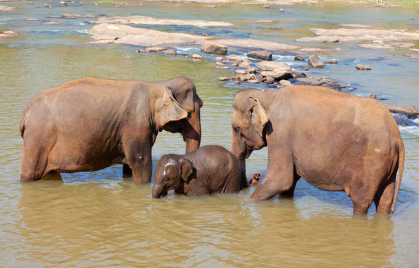 Aziatische olifant in Sri Lanka - Foto, afbeelding