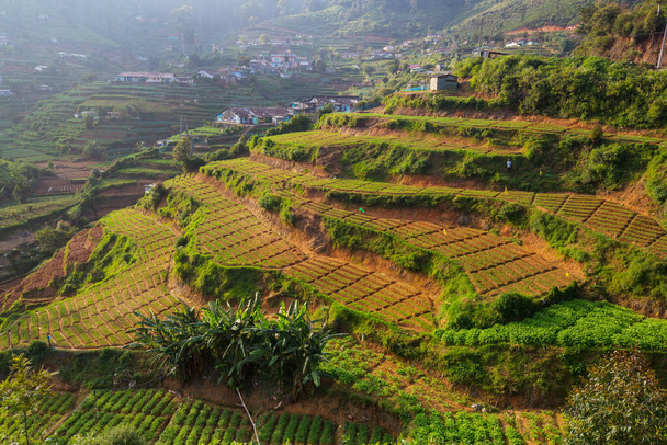 Cultivated hillside  vegetable plantations on Sri Lanka. Beautiful rural landscapes - Foto, Imagem