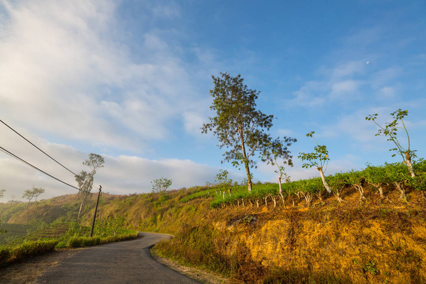Tuk tuk zöld fák közötti úton halad Srí Lanka-i erdőben - Fotó, kép