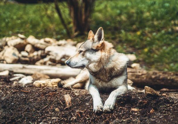 Czechoslovakian wolfdog in nature. wolfhound. - Zdjęcie, obraz