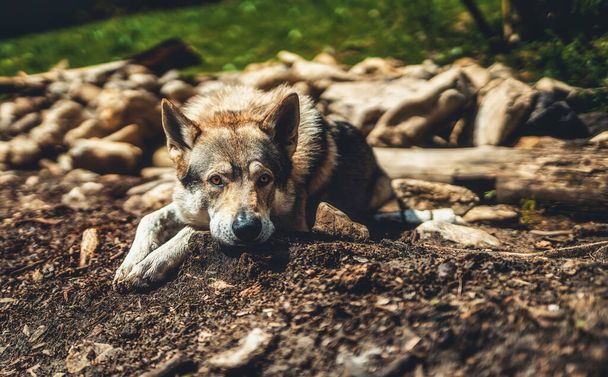 Czechoslovakian wolfdog in nature. wolfhound. - Fotografie, Obrázek