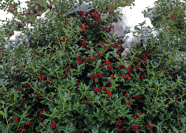 Holly plant after a snowfall - Photo, Image