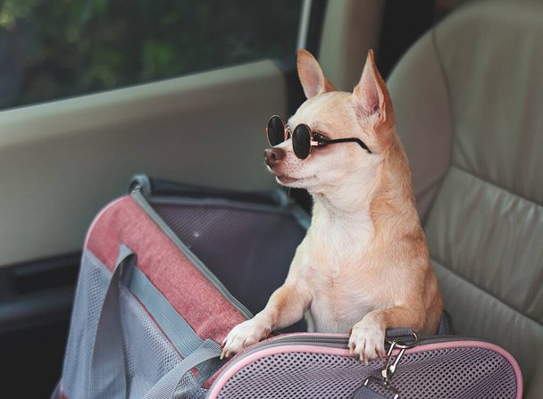 Portré barna csivava kutyáról, aki napszemüveget visel, és utazó kisállat hordó táskában áll a gyerekülésben. Biztonságos utazás állatokkal. - Fotó, kép