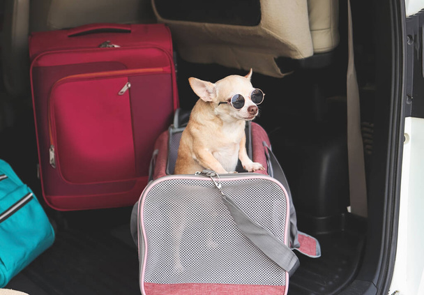Retrato de cabelo curto marrom chihuahua cão usando óculos de sol em pé no saco transportador de animais de estimação viajante no porta-malas do carro com acessórios de viagem, pronto para viajar. Viagens seguras com animais. - Foto, Imagem