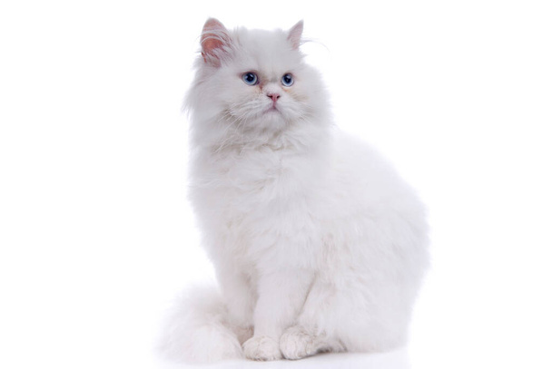 Fehér macska elszigetelt előtt fehér háttér - Fotó, kép
