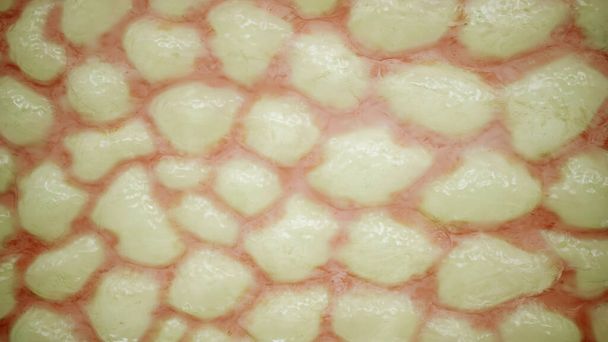 Fat tissue close up - 3D Rendering - Foto, Bild