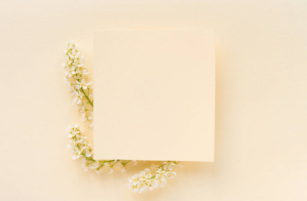 Three branches of blooming white bird cherry on a plain, delicate pastel background. - Foto, afbeelding