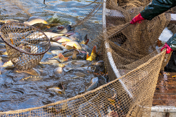 Balık hasat - Fotoğraf, Görsel
