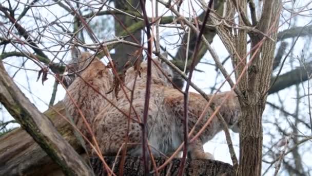 Wild animal, medium sized cat. View of lynxes that sit on a tree in the forest in the wild. Wild Eurasian lynx - Imágenes, Vídeo