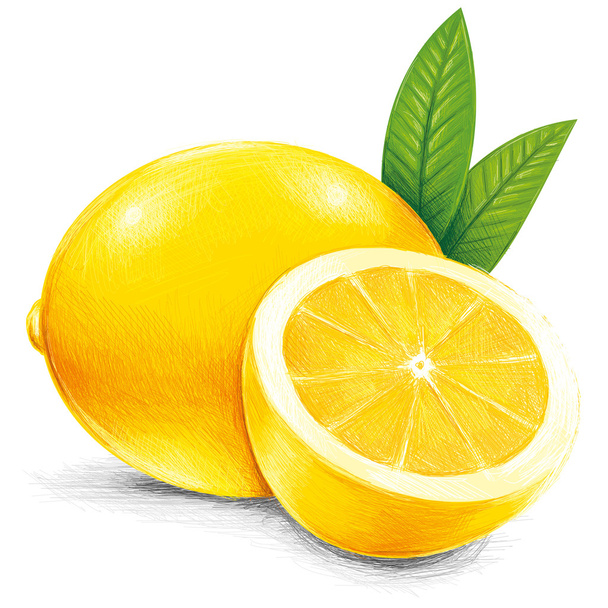 柑橘系の果物 - ベクター画像