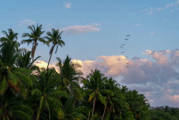Beautiful exotic tropical background with palm trees and birds in the sky. - Фото, изображение