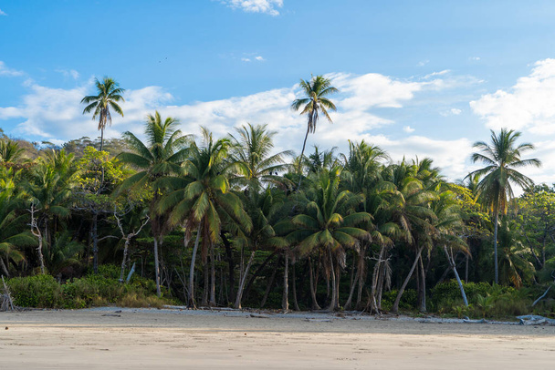 Beautiful empty beach with palm trees. Tropical exotic beach background with moring light - Foto, Imagen